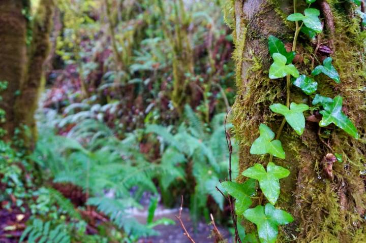 Helechos tropicales en la sierra del Sueve (Asturias).