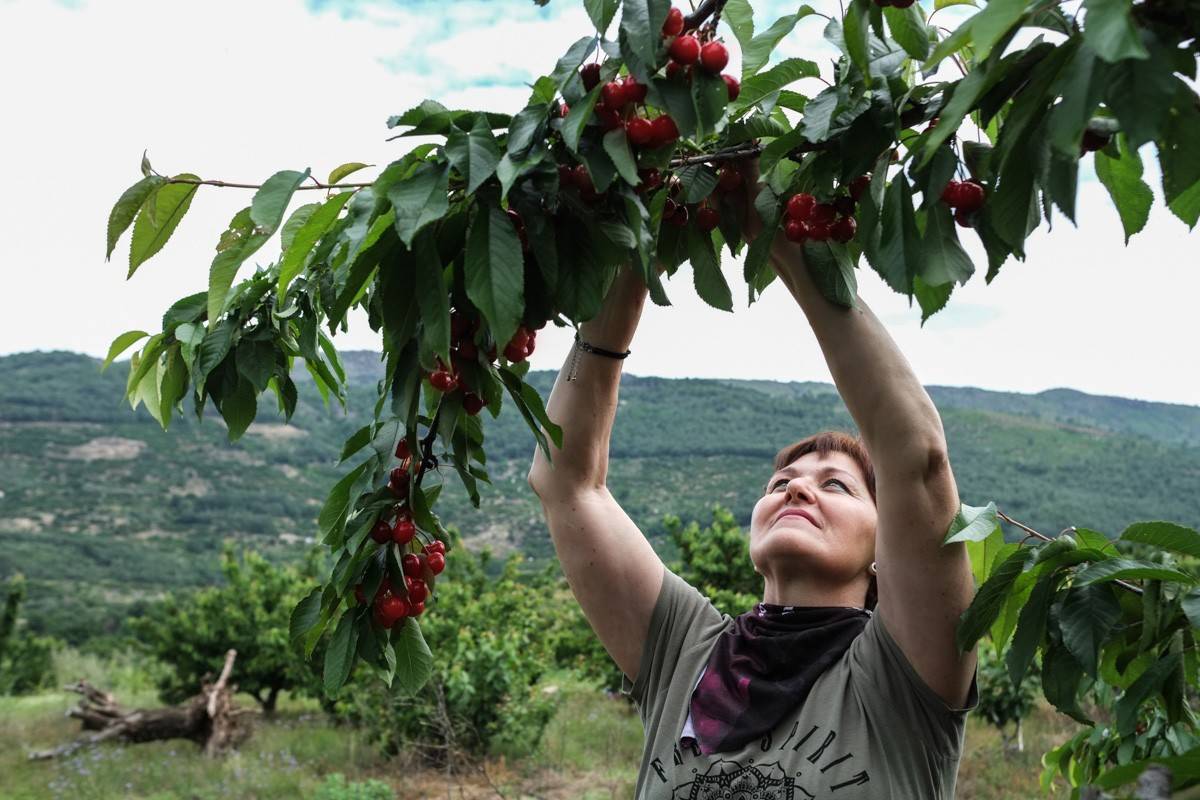 ¡Recolectar cerezas… por diversión!