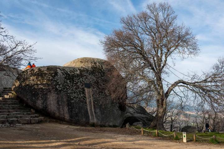 Así luce el precioso ejemplar de Arce de Montpellier que hay en la llamada Silla de Felipe II, en El Escorial. Foto: Alfredo Cáliz.