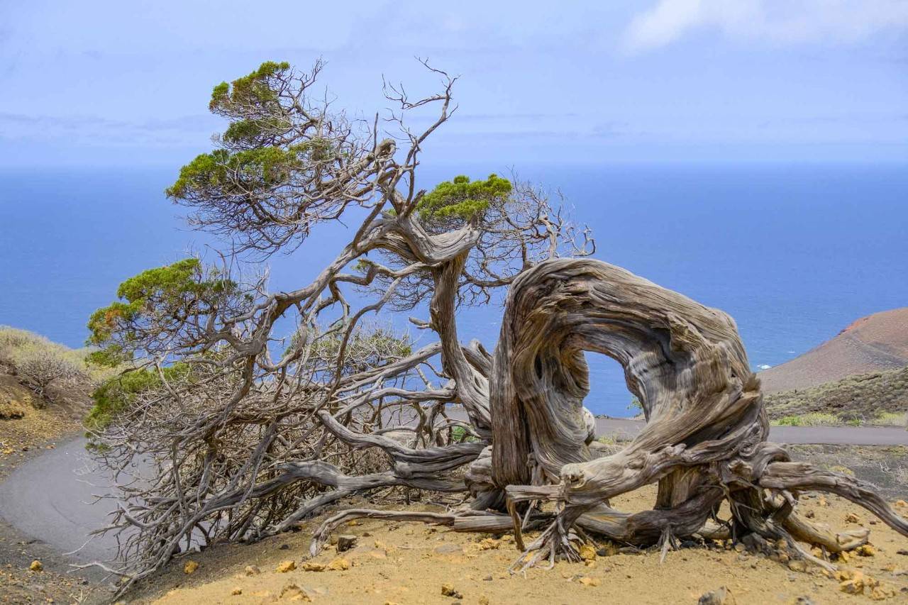 Los protagonistas de película de El Hierro