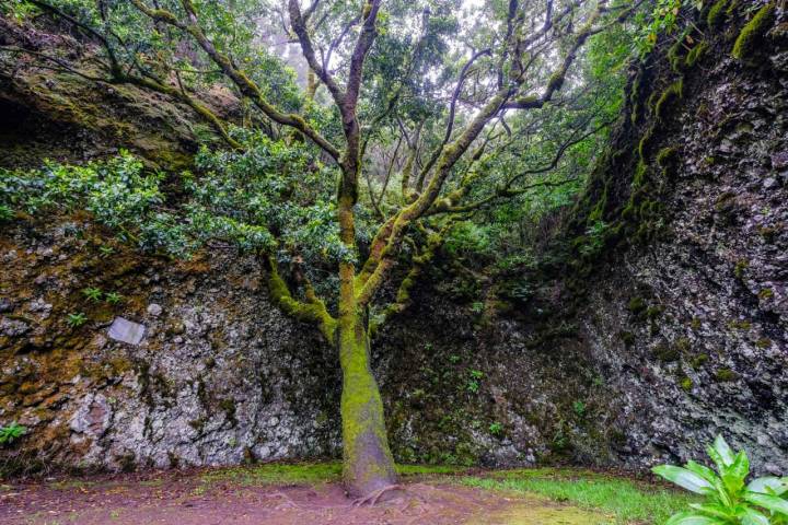 El Garoé, el árbol mágico que destila agua durante el día y la noche