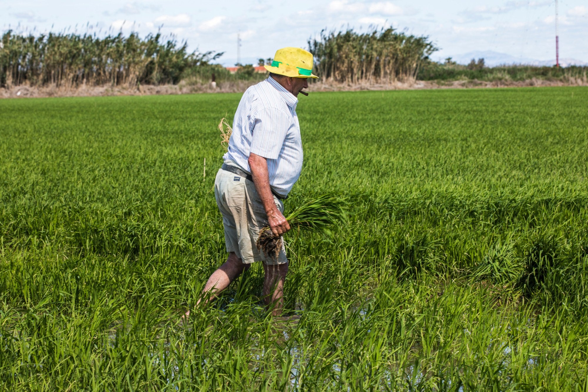 Un llaurador durante la plantá del arroz en la albufera