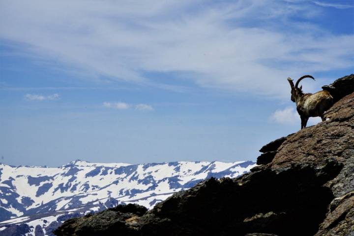 Ascenso al Mulhacén: Cabras íbices