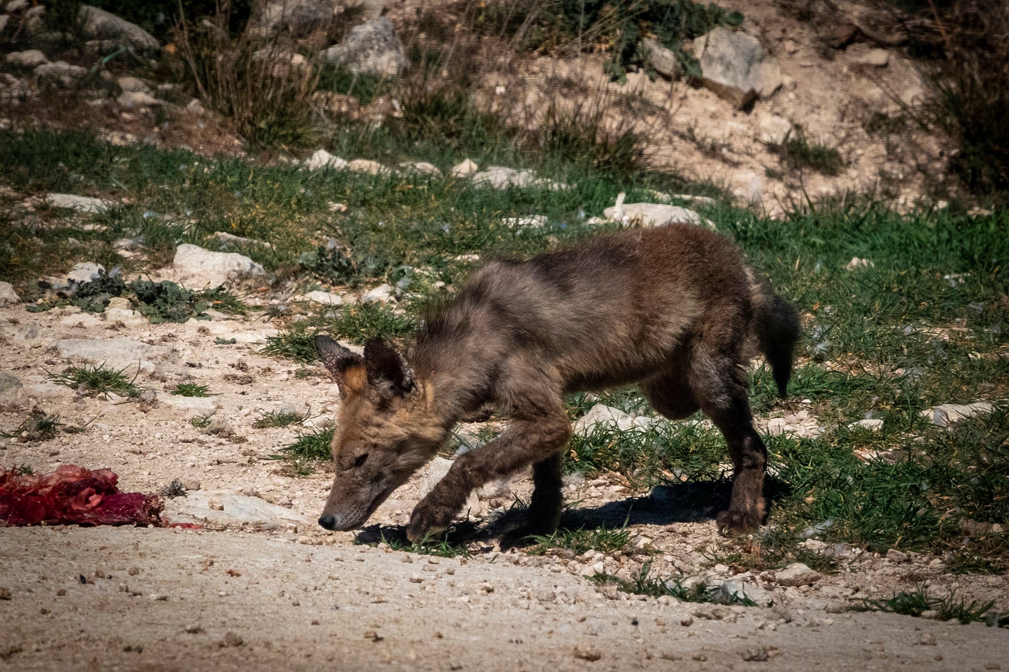 Buitre Sierra Mariola