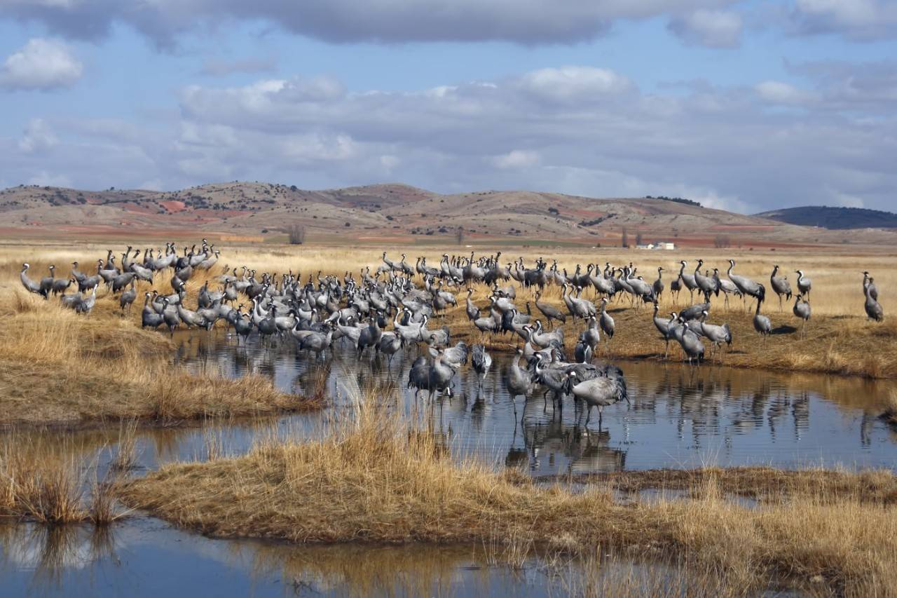 Avistamiento de grullas en Gallocanta: grulla en la laguna (apertura)