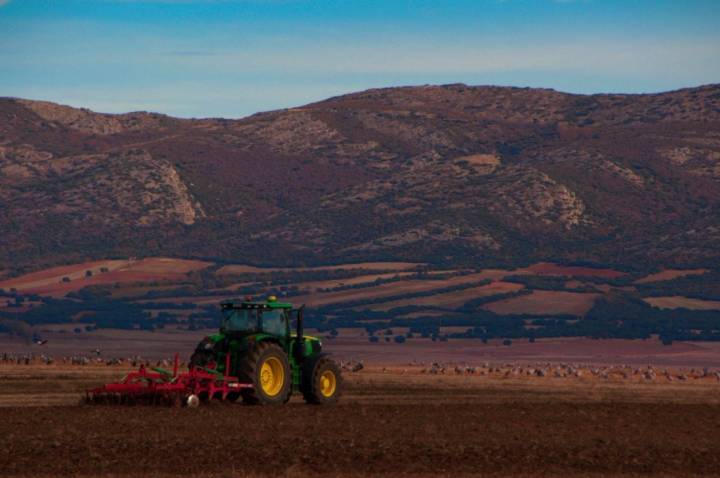 Avistamiento de grullas en Gallocanta: escarbando en los campos labrados