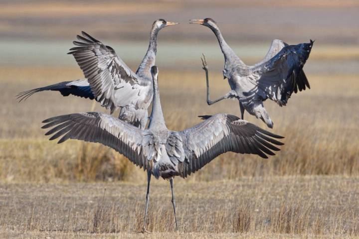 Avistamiento de grullas en Gallocanta: dos grullas arrancan el vuelo