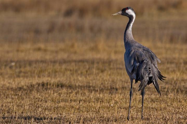 Avistamiento de grullas en Gallocanta: un ejemplar de grulla