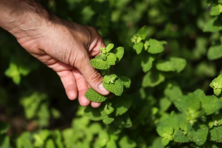  Menta y romero aromatizan el ambiente.