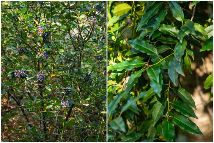 A la izquierda, el durillo (Viburnum tinus). A la derecha, el loro (Prunus lusitanica).