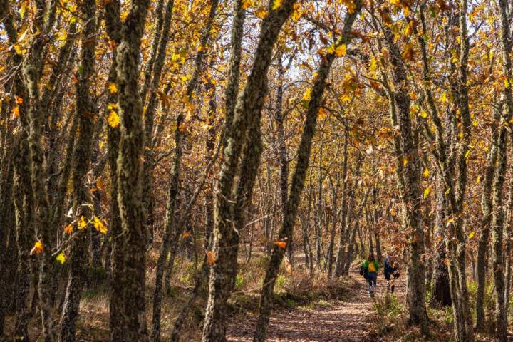 El robles (Quercus pyrenaica) forma hermosos bosques como este.