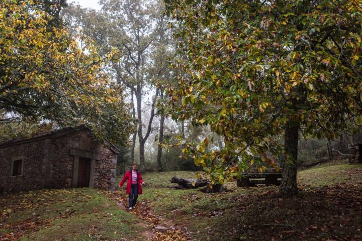 Bosque de Honfría