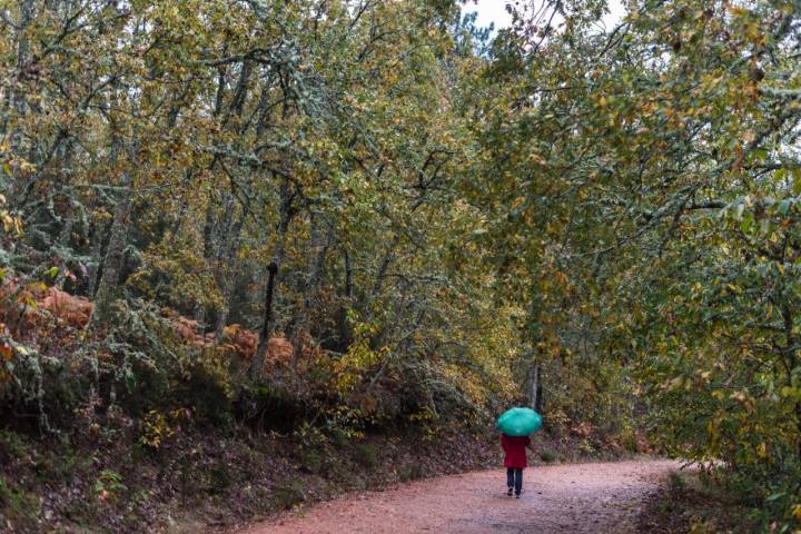 Bosque de Honfría