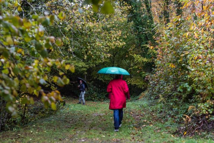 Bosque de Honfría