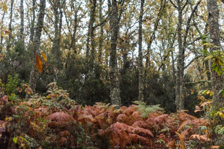 Bosque de Honfría