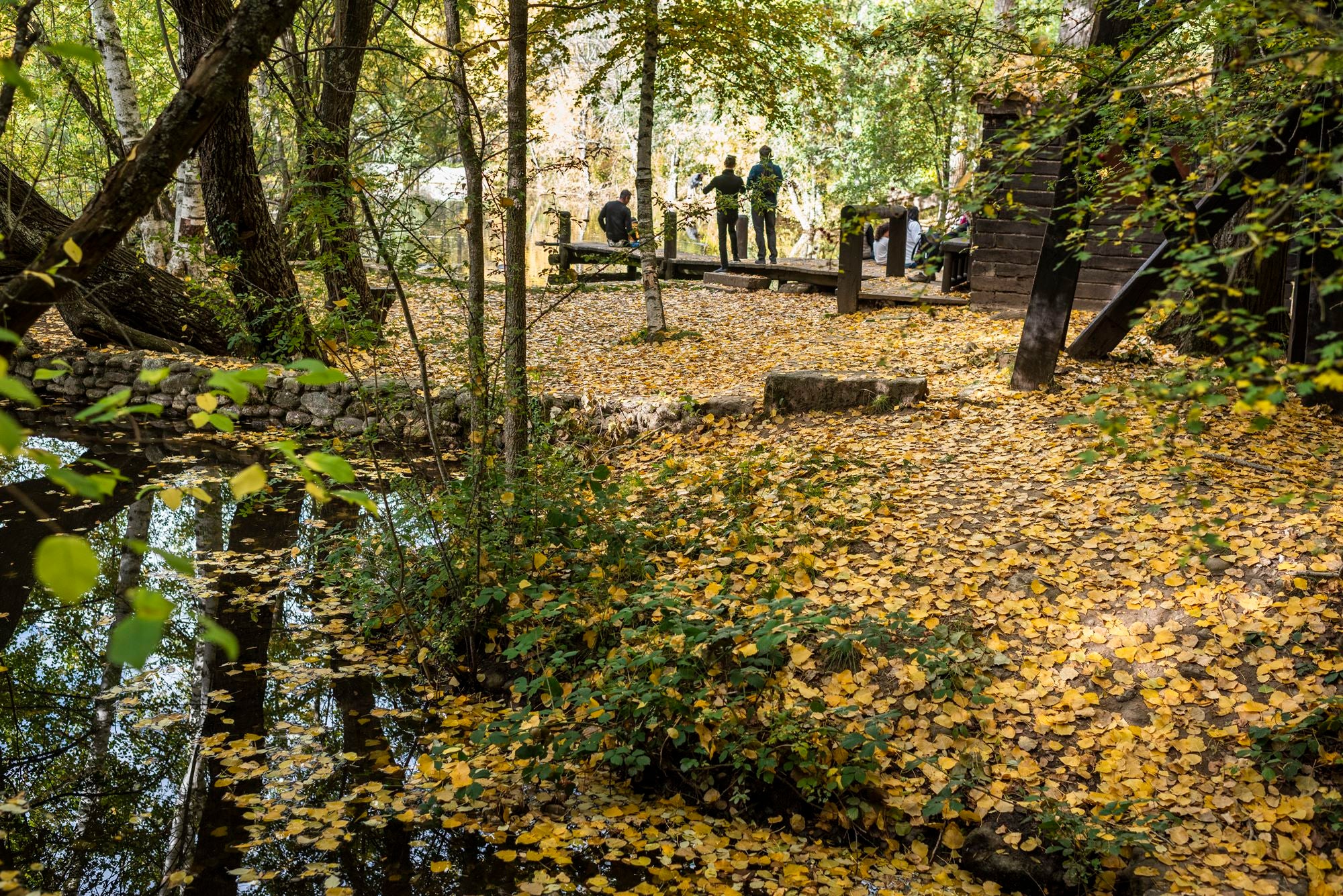 Bosque Finlandés Rascafría grupo en bosque