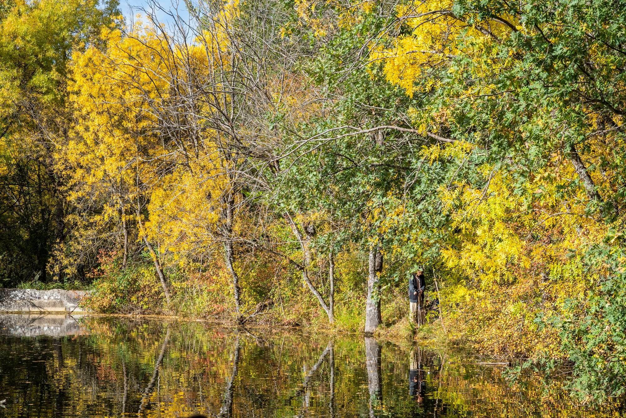 Bosque Finlandés Rascafría abedules y fresnos