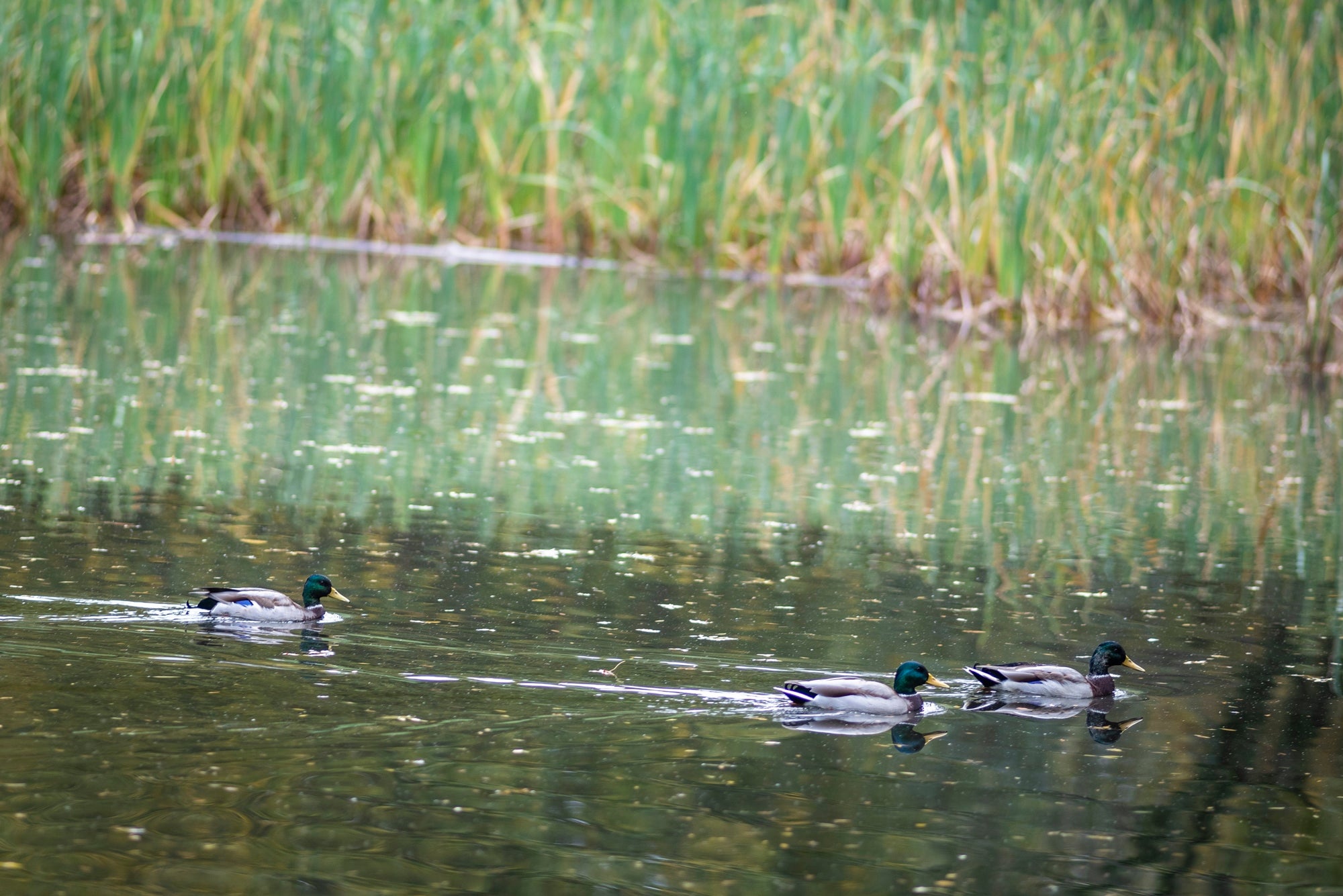 Bosque Finlandés Rascafría patos