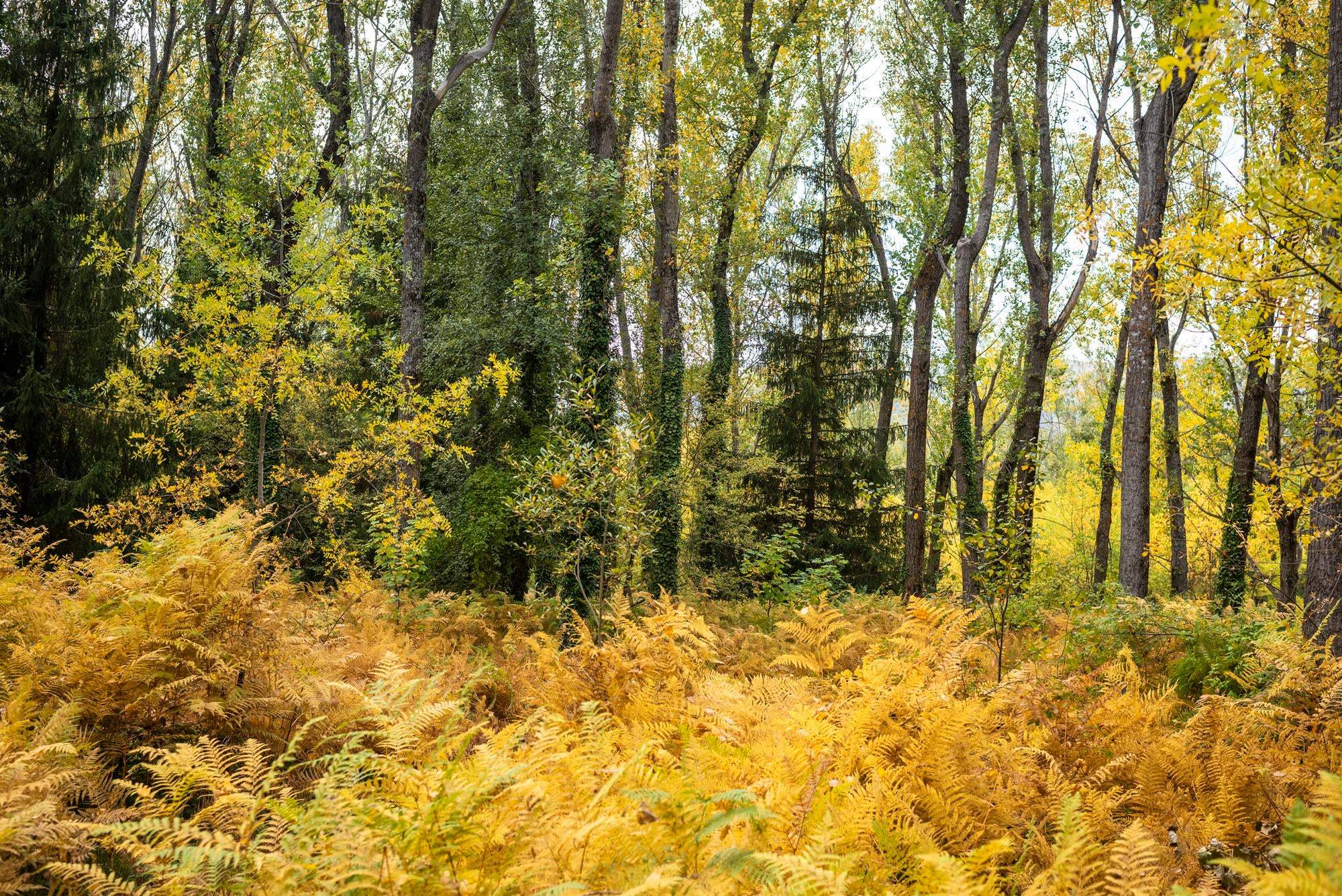 Bosque Finlandés Rascafría helechos