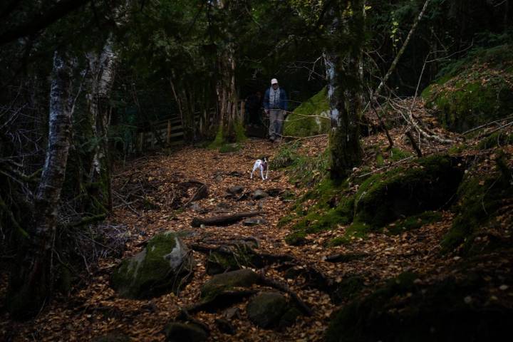 Bosque de Tejedelo