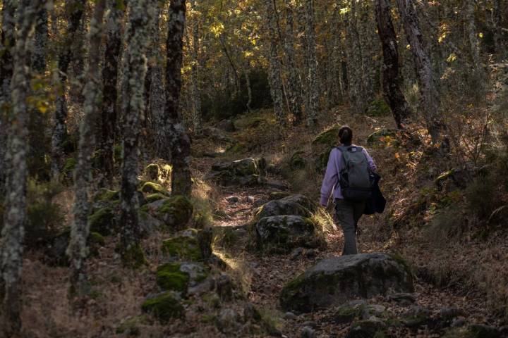 Ruta Bosque de Tejedelo