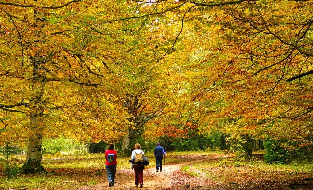 Paseos para perderse entre las hojas caídas