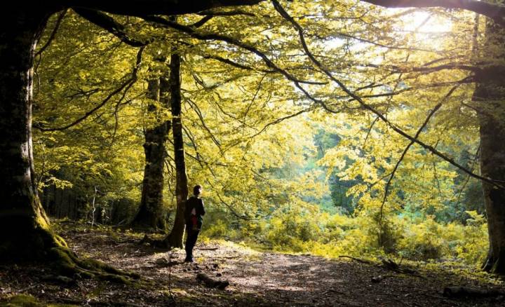 La Selva de Irati, en Navarra.