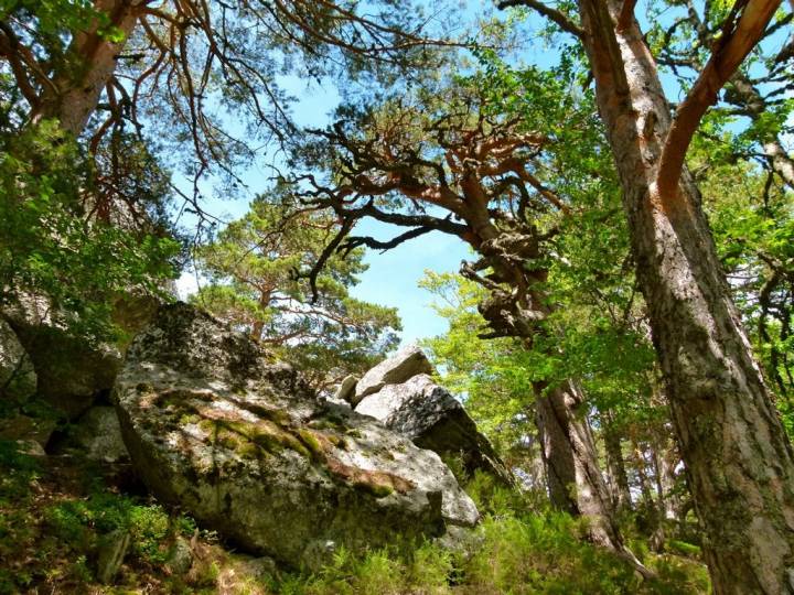 La Sierra de la Demanda, parte de la 'Soria Verde'.