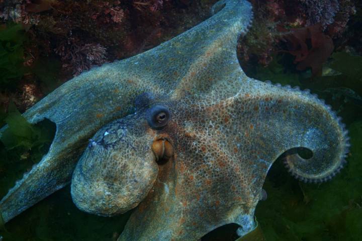 Buceo en Asturias pulpo