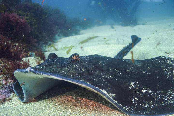 Buceo en Asturias raya