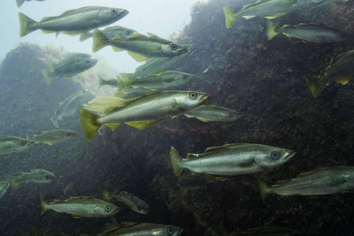 Buceo en Asturias peces