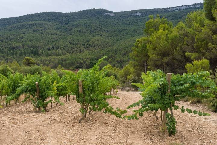 Camí del Riu: viñedos de Tayaimgut a los pies de la sierra