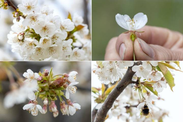 Hanami