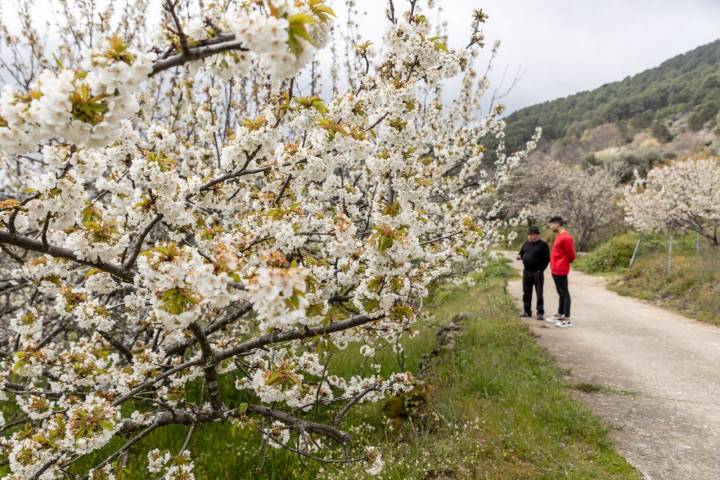 Cerezos en flor Tiétar