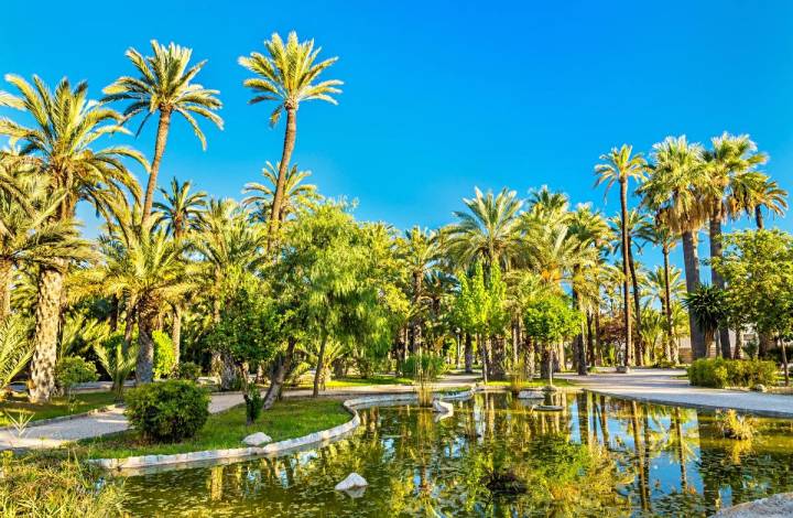 El palmeral de Elche