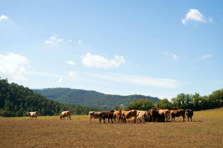 Ganado de reses en las afueras de Castellterçol, en la comarca del Moianès (Barcelona).