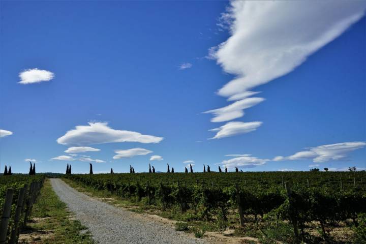 Rodeados de viñedos y de 'cellers' comenzamos la primera de las rutas.