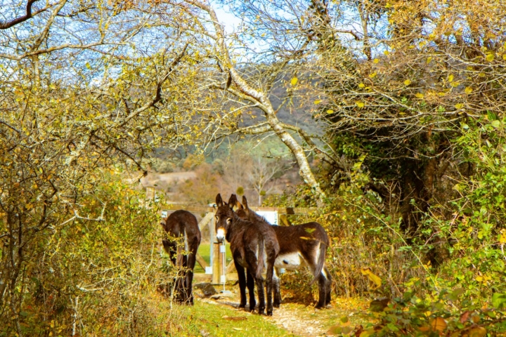 Burros en el valle.