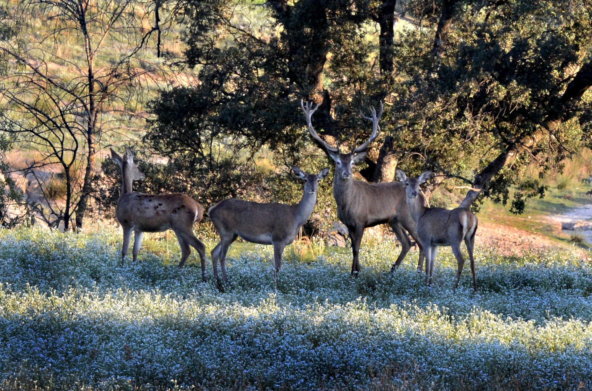 Monte de El Pardo. Venado con su harén. Madrid. Foto: © Alfredo Merino