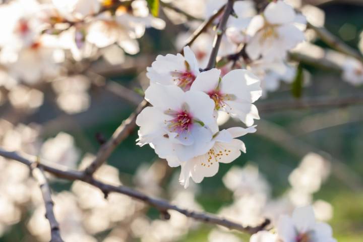 La delicada y efímera flor del almendro.