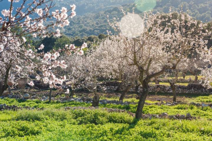 Almendros en flor en Mallorca.