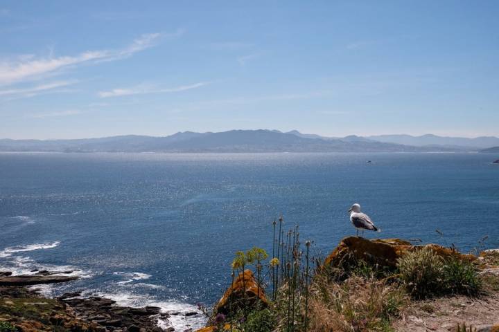 Las islas del Parque Nacional también son conocidas como las Islas de las Gaviotas.