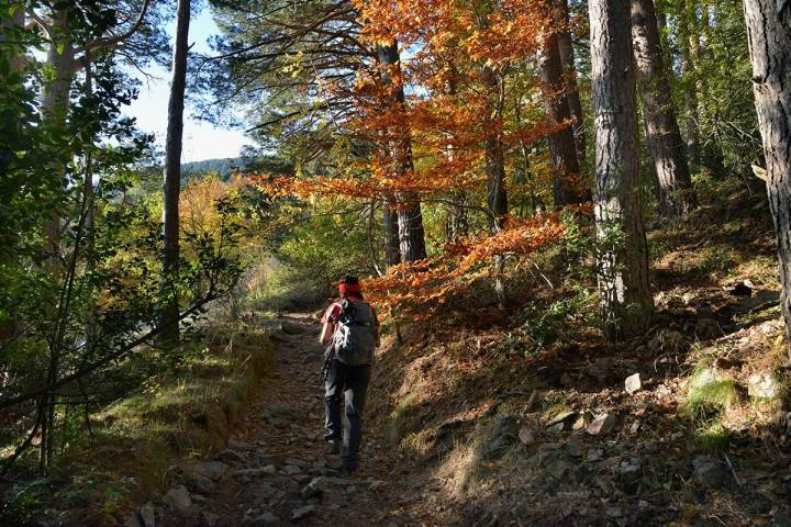 Trasmoz: Hayedos del Parque Natural Moncayo. Foto: Alfredo Merino | Marga Estebaranz