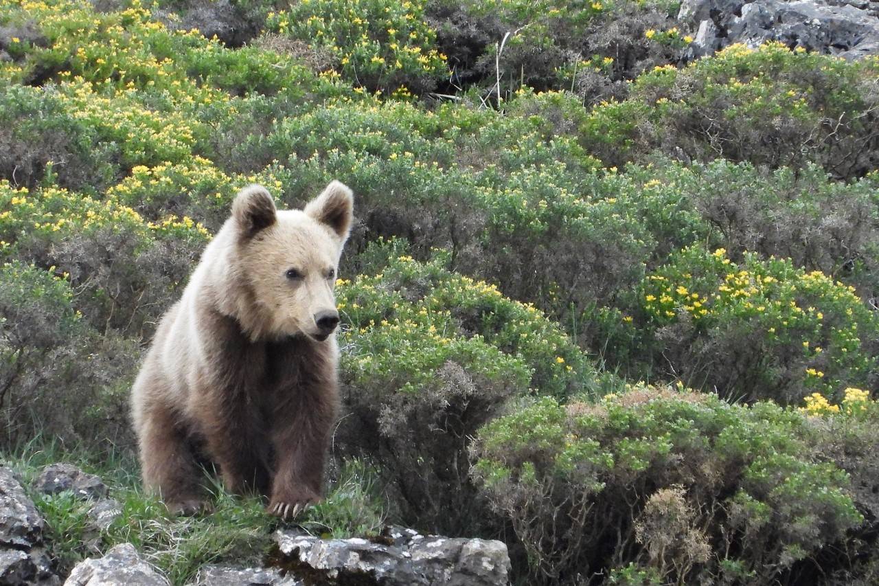 Oso Asturias