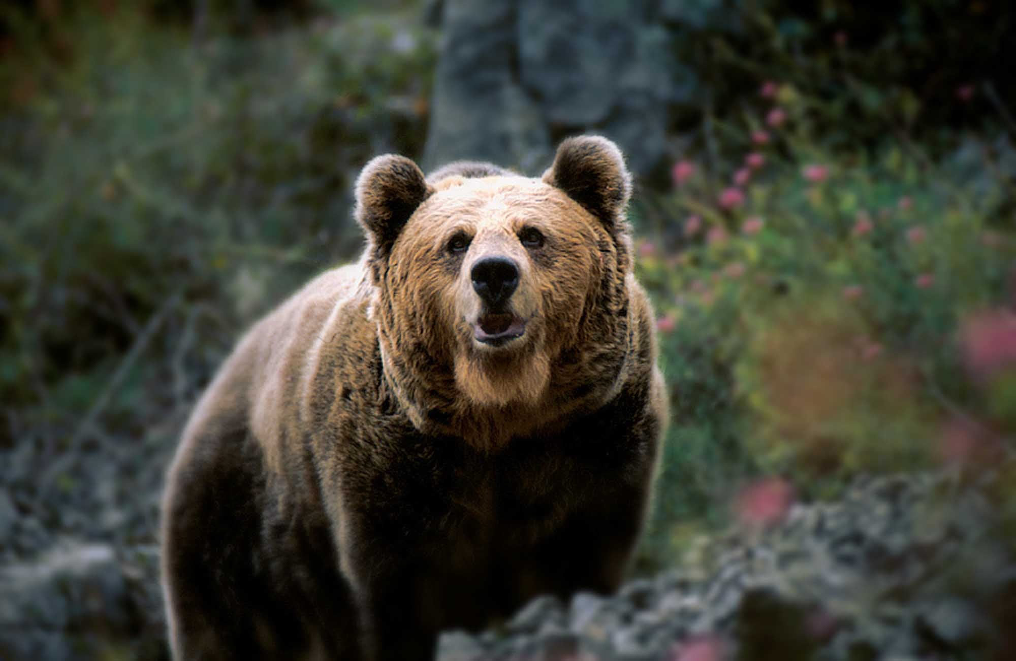 En busca del escurridizo oso pardo cantábrico