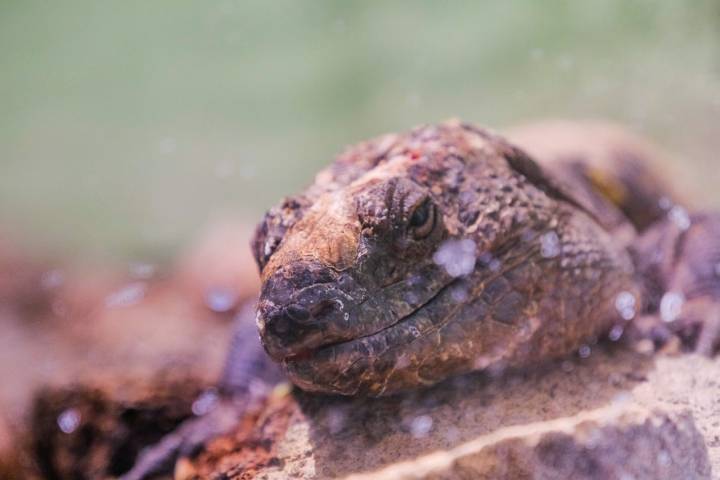 El lagarto gigante de El Hierro