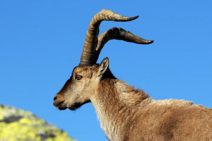 Sierra gredos