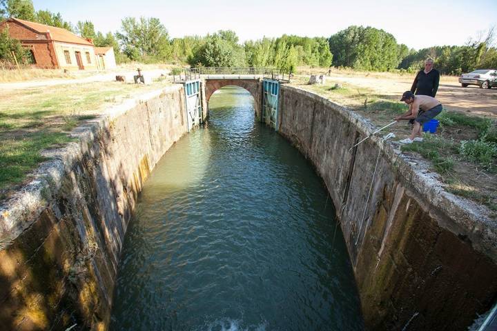 Para el cangrejo americano no ha sido problema invadir el Canal de Castilla y para los pescadores, no lo es su captura.