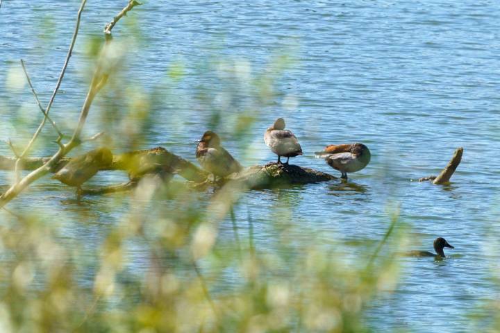 Aves en el Parque Ornitológico de Mendixur