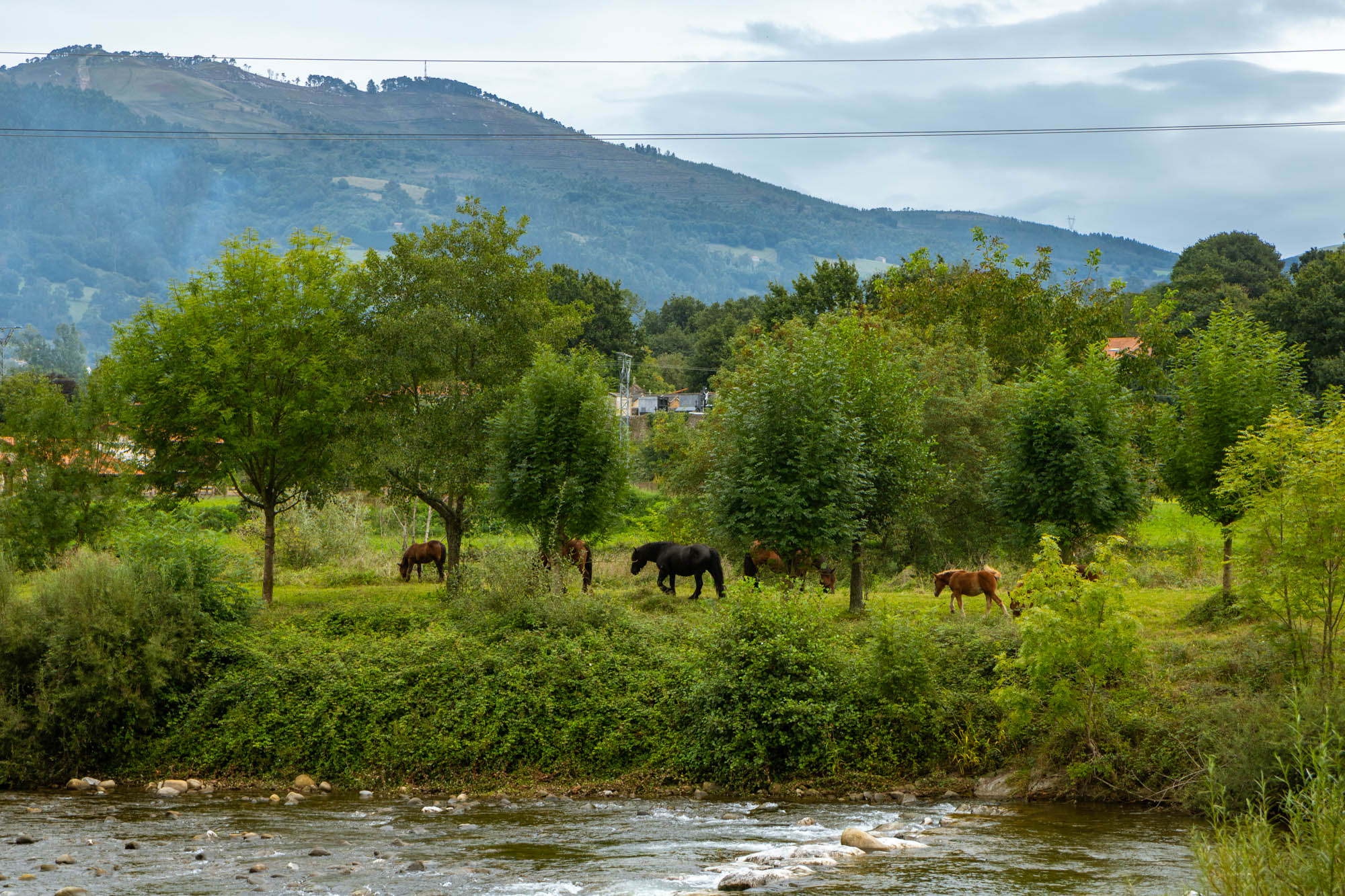 Por un ramal del Camino Natural del Valle de Toranzo, que permite hacer una ruta circular, se ven caballos pastando junto a un bosque de ribera.